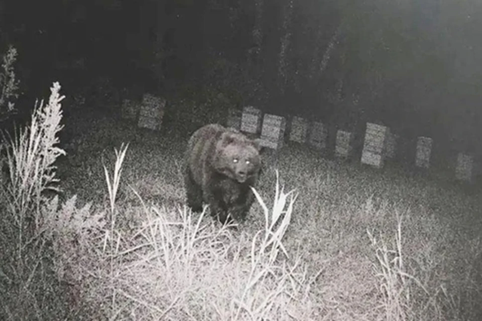Медведь попал в фотоловушку пасечника в Новосибирской области. Фото: Тогучинская газета