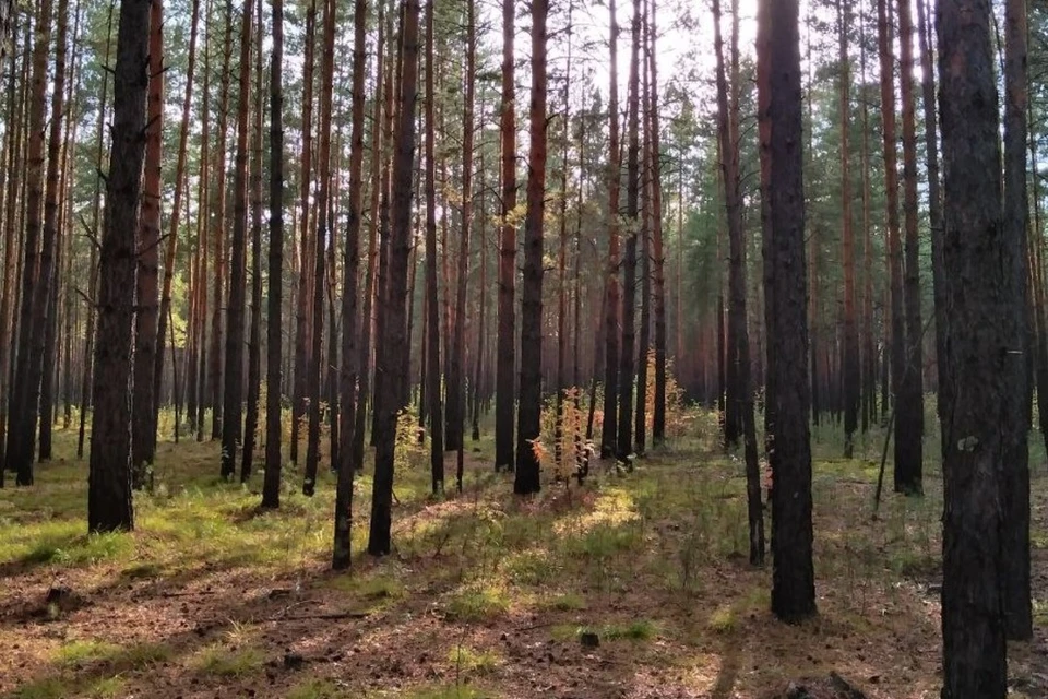 Компанию зверей заметили на опушке