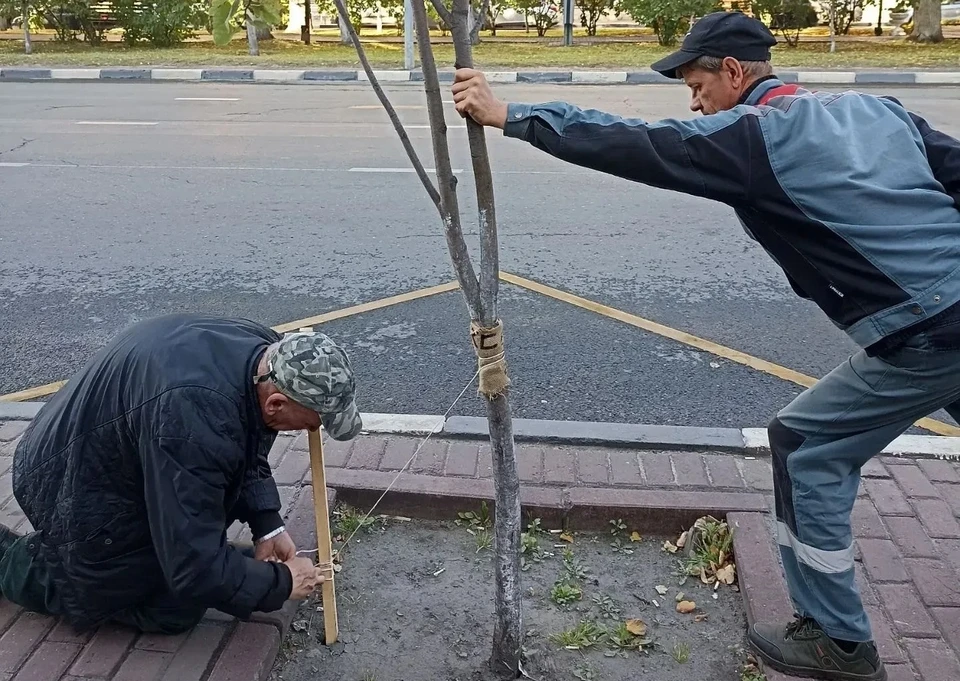 Ульяновские озеленители на Гончарова выровняли растяжками 23 дерева. ФОТО: Центр по благоустройству и озеленению Ульяновска