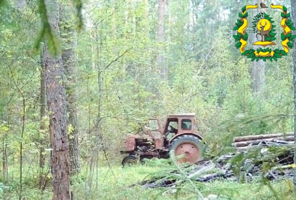 Фотоловушка помогла раскрыть незаконную вырубку леса под Арзамасом. Фото: Минлесхоз Нижегородской области