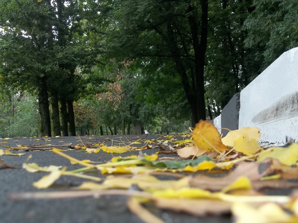 Дожди и грозы прогнозируют в Белгородской области 14 сентября