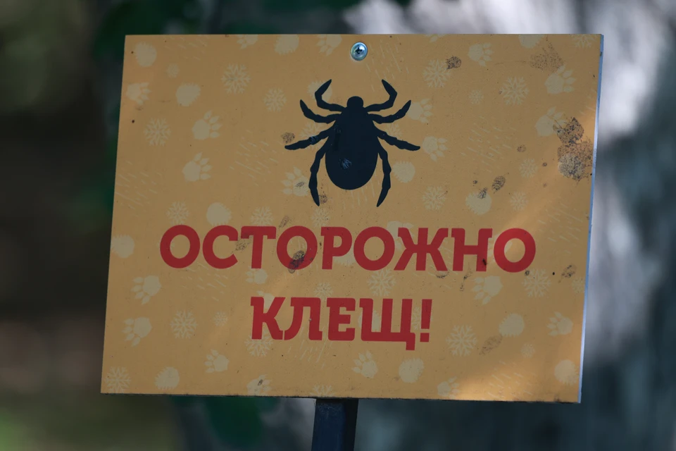 Клещи все еще активны