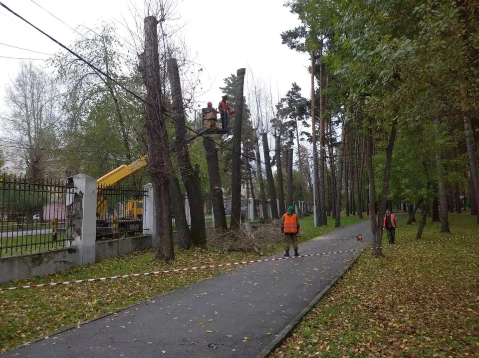 Фото: дирекция городских парков Новосибирска.