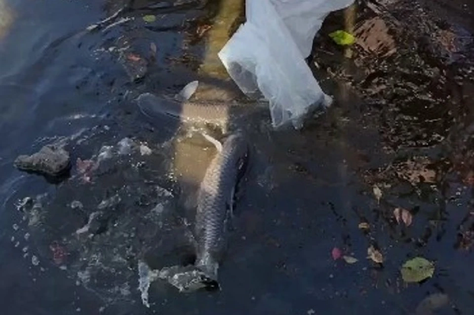 В водоем отправили около ста рыб. Фото: скриншот видео