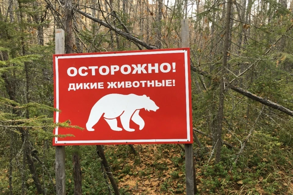 Ситуация с медведями в Иркутской области на 4 октября 2026