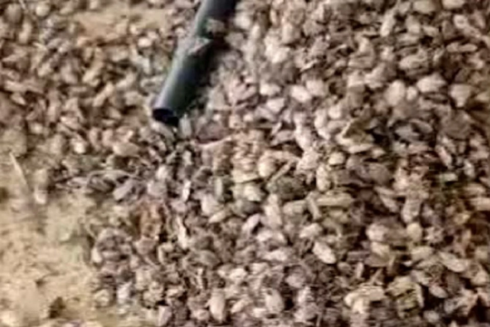Клопы кишат во дворах. Фото: скриншот видео