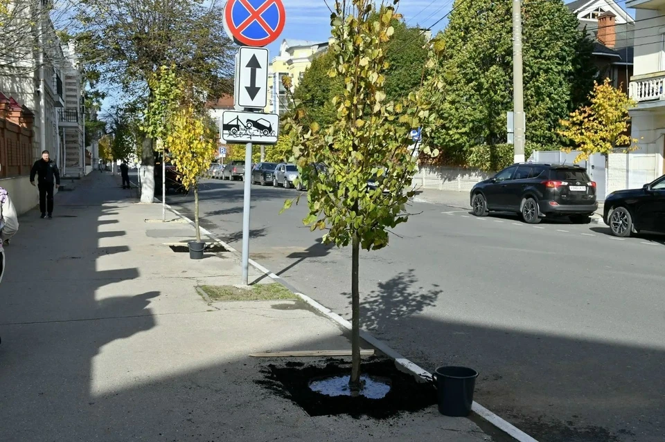 На улице Есенина, у Дворца Первых и на Лыбедском бульваре появятся новые деревья. Фото: https://vk.ru/pv.malkov