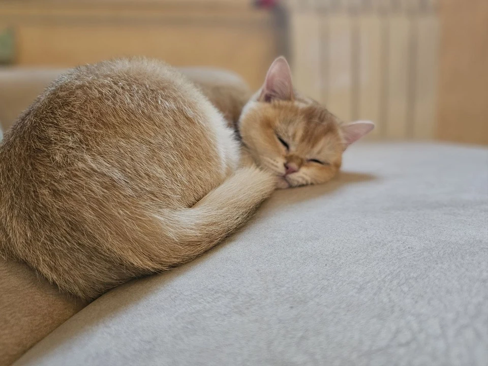 Кошкам пока комфортно и у холодных батарей