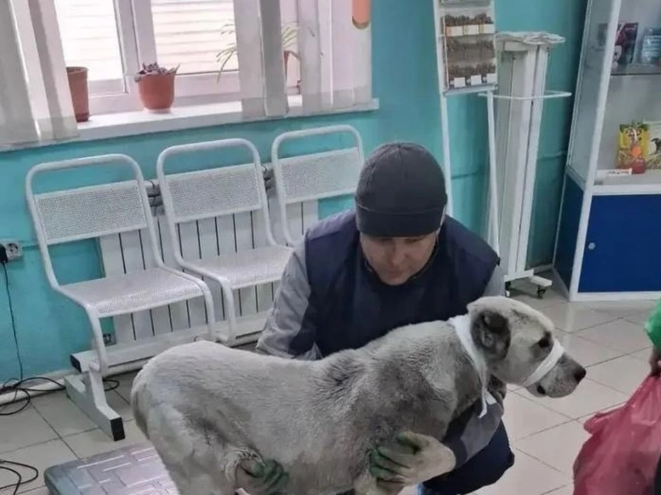 Фото: ассоциация ветеринарии Иркутской области