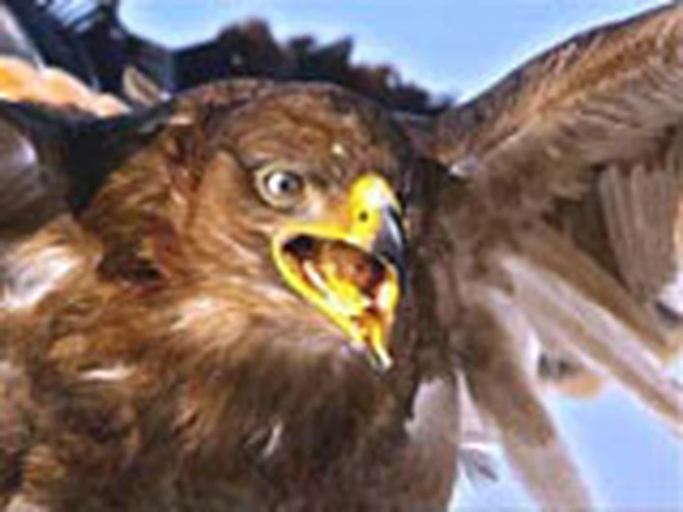Нападение птицы. Орел атакует. Орел нападает. Птица нападает. Нападающий Орел.
