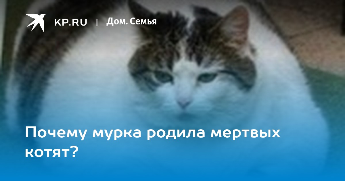 К чему снятся мертвые кошки во сне. Кошка родила мертвых котят. Почему кошка рожает мертвых котят.