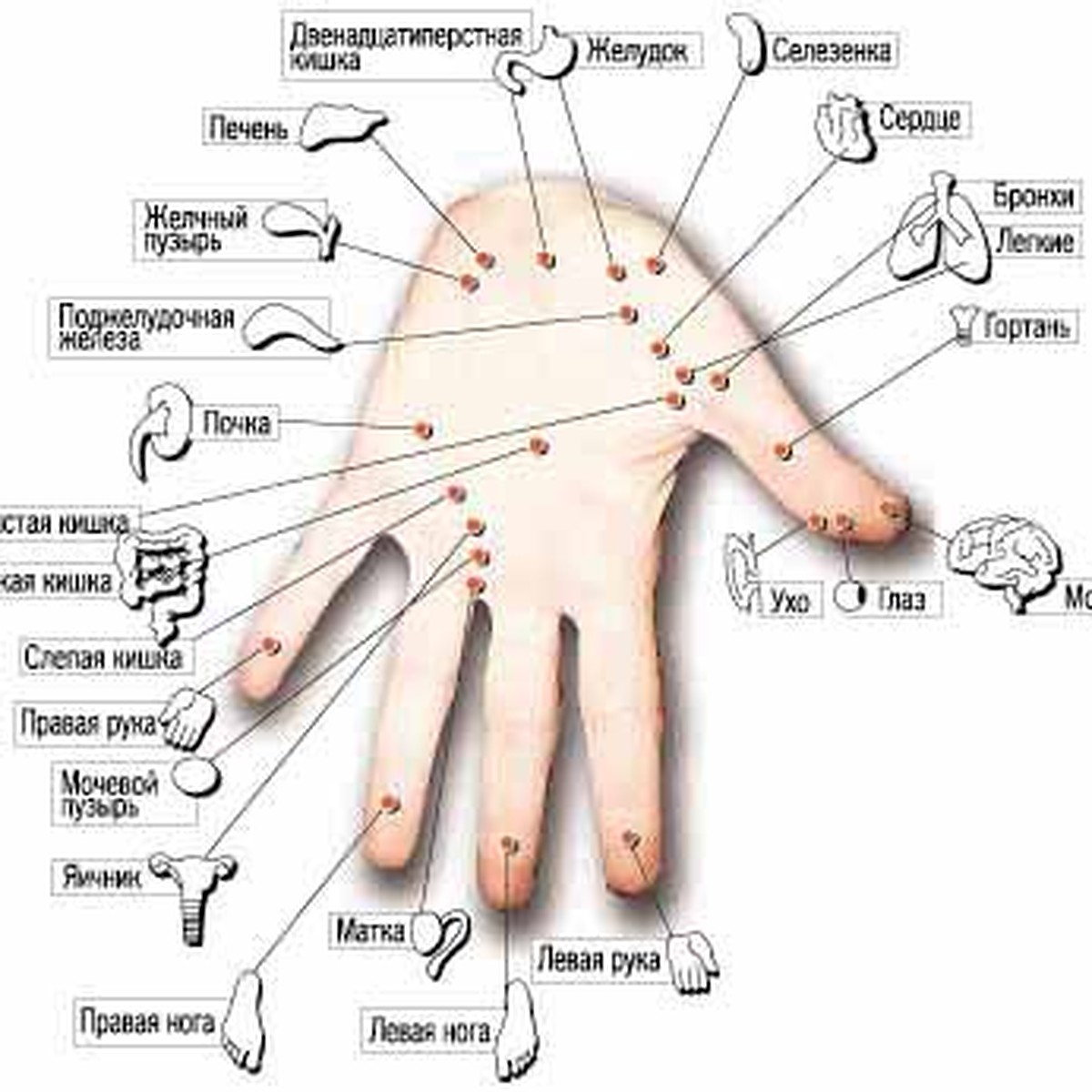 Семена вместо таблеток - KP.RU