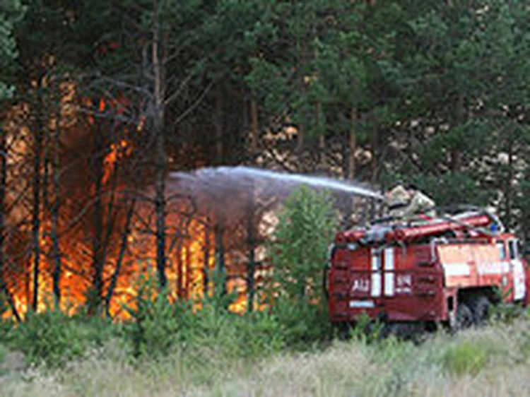 Лесные пожары испортили экологию в 10 раз сильнее, чем все заводы Воронежской области