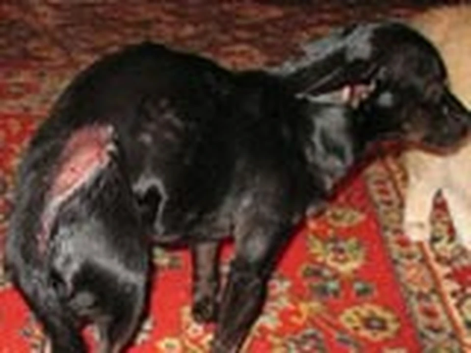 Карликовый пинчер по кличке Чип попал под лезвия газонокосилки.