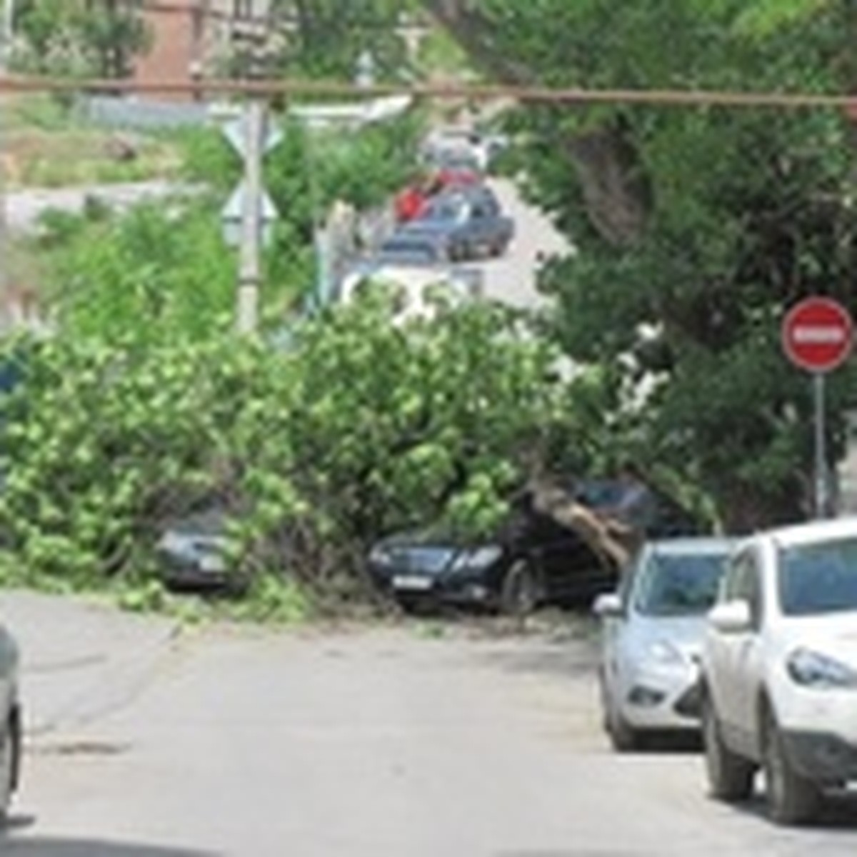 В центре Ростова дерево придавило 