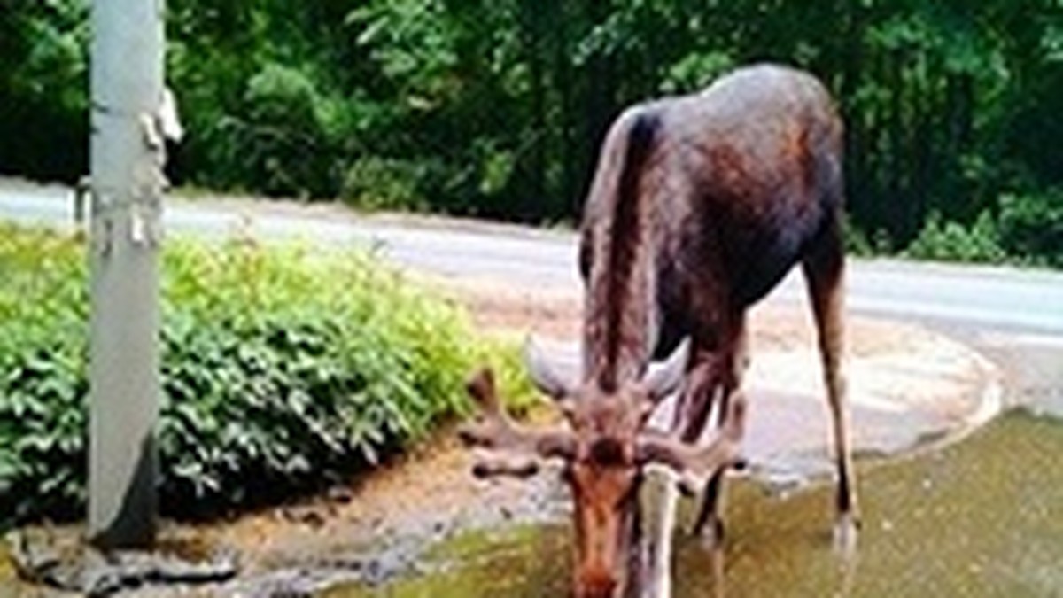 Бобры - в «Покровском-Стрешневе», а лоси - в «Сокольниках» - KP.RU