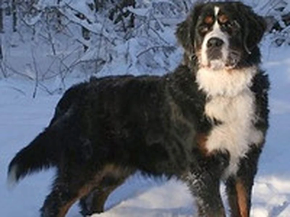 Как ни странно может показаться человеку неискушенному, сытнее всего деревенской собаке живется зимой на морском берегу или на озере