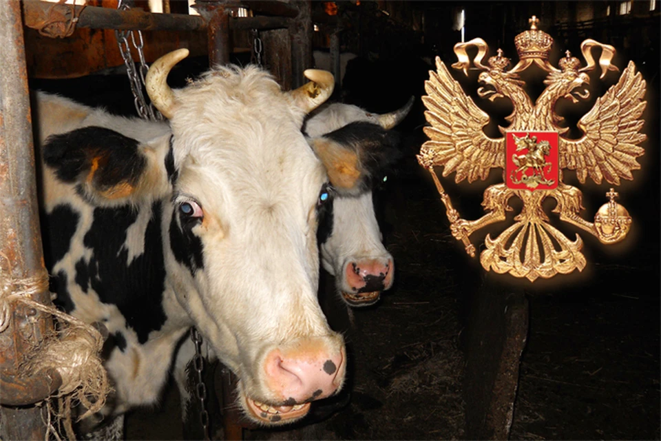 В Тверской области амбициозный фермер «скрестил» коров с двуглавым орлом