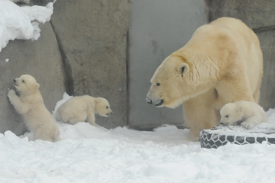 В столичном зоопарке начали прогуливаться трое недавно родившихся детенышей медведицы