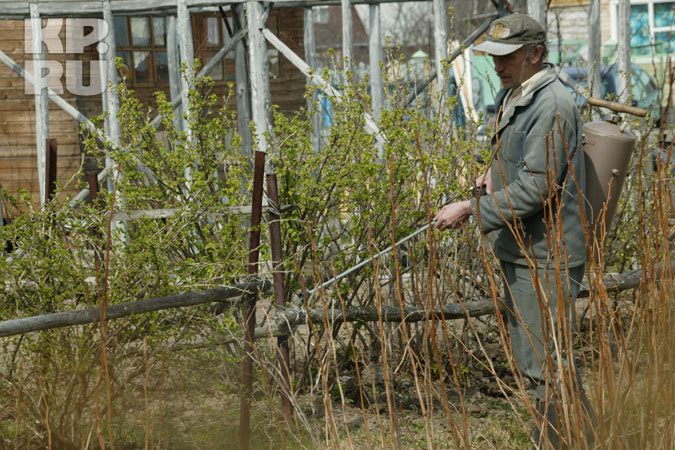 Чем успешней весной провести борьбу с вредителями, тем лучше будет урожай.