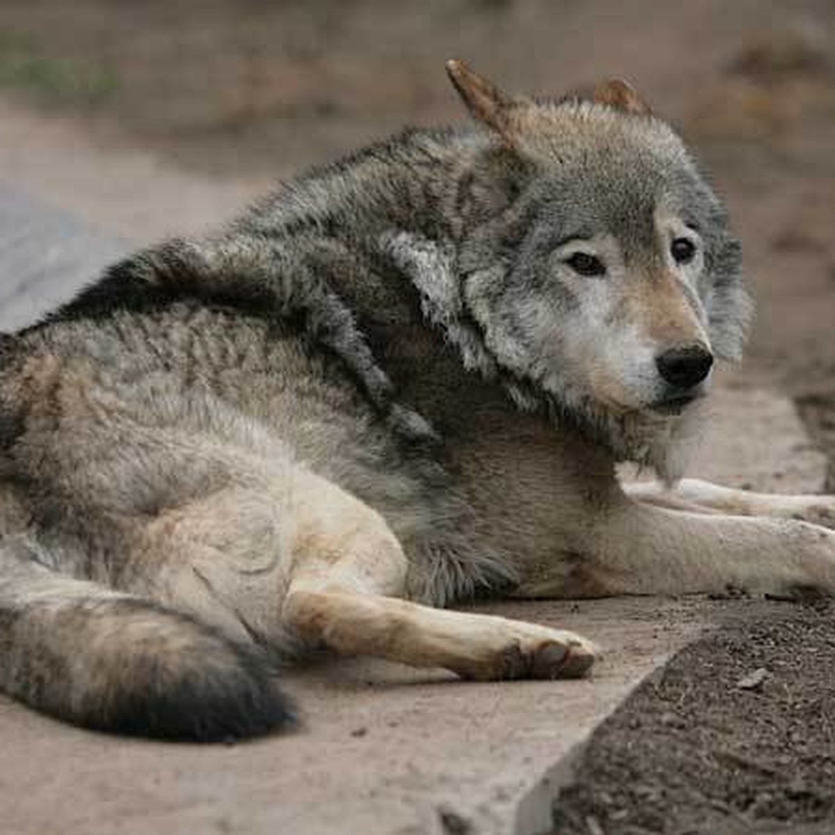 Тамбовский волк