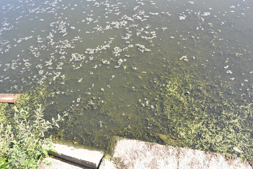 Грязная вода в одном из Устинских прудов после сброса нечистот.