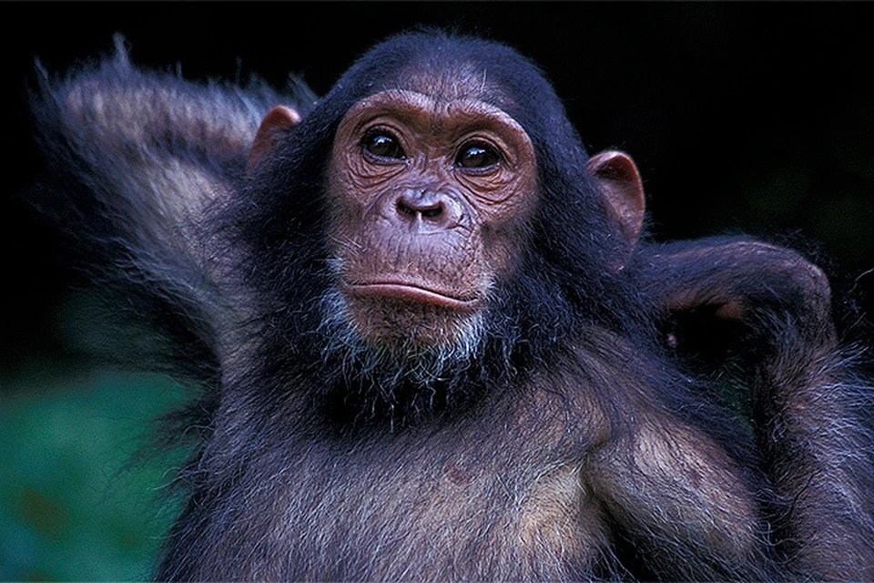 В Америке наконец запретили использовать шимпанзе в медицинских опытах