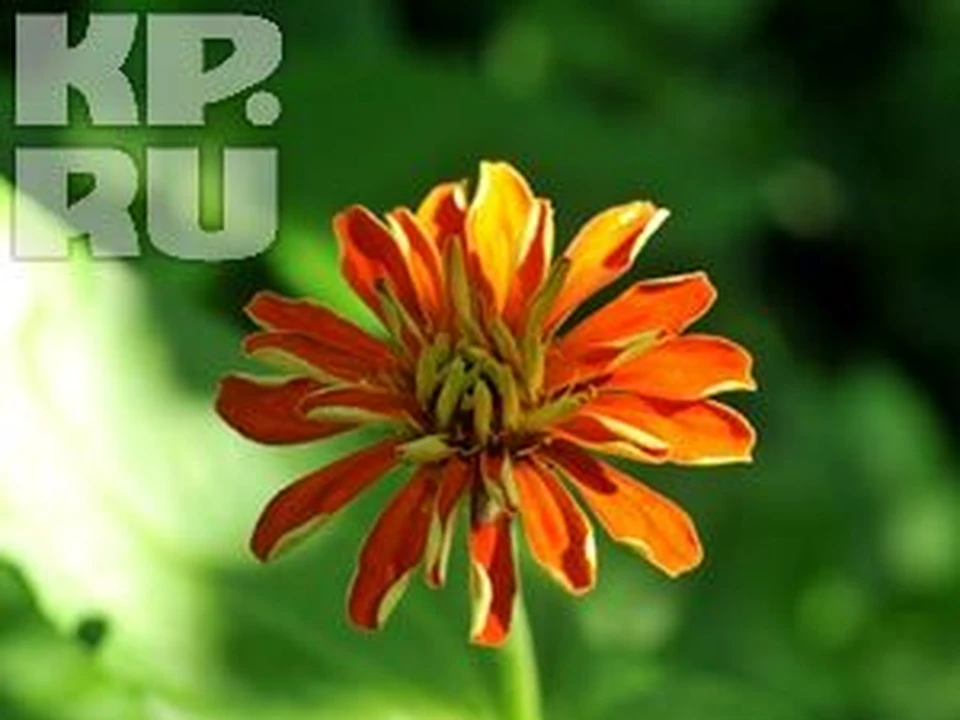 Яркие краски лета.