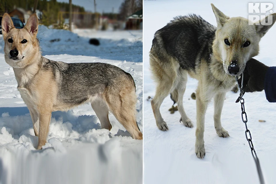 Собак здесь мучают голодом и держат на морозе. Так, например, выглядела дворняга Бусинка до того как ее привезли сюда (фото слева), а такой бедолагу успели спасти (справа).