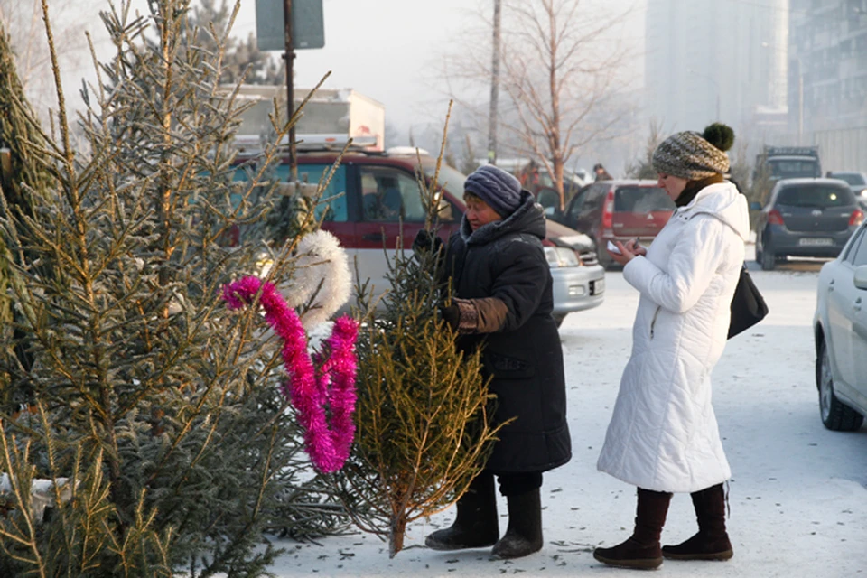 Как выбрать хорошую елку в Красноярске?