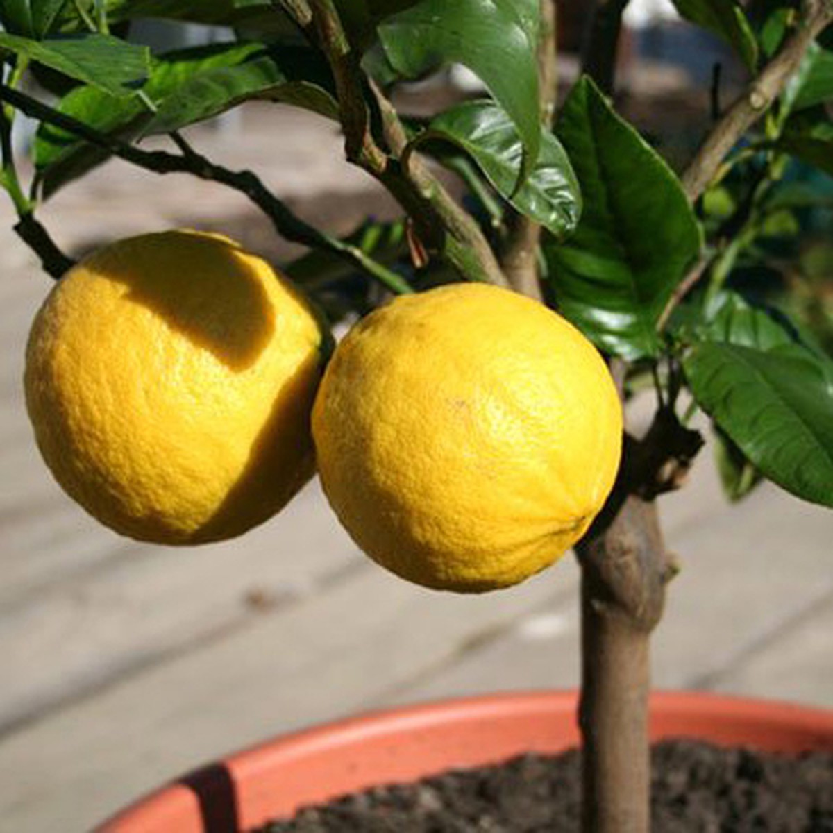 Как привить лимон из косточки