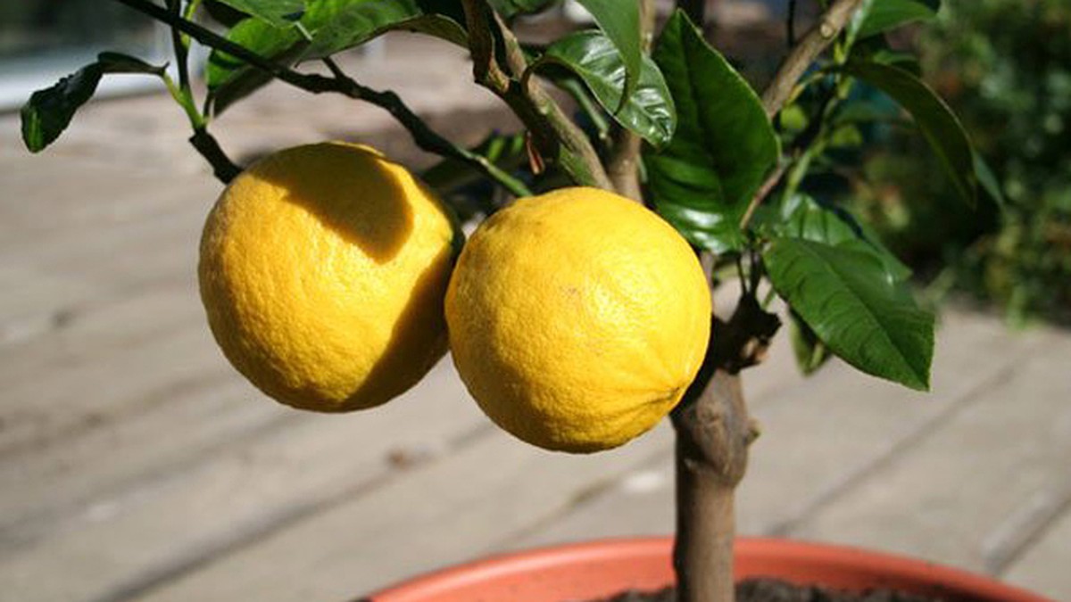 Почему не цветет лимон. Лимон Лунарио. Лимон сорт Майкопский. Лимон Майкопский цветение. Лимон Пандероза.