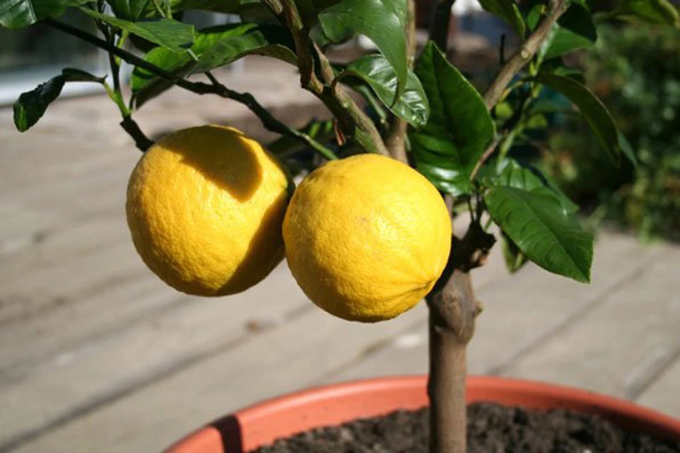 Правила подкормки лимона