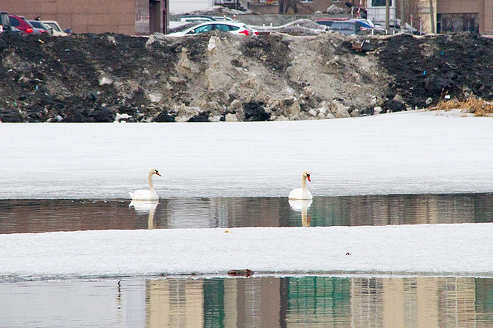 В центре Челябинска поселились белые лебеди