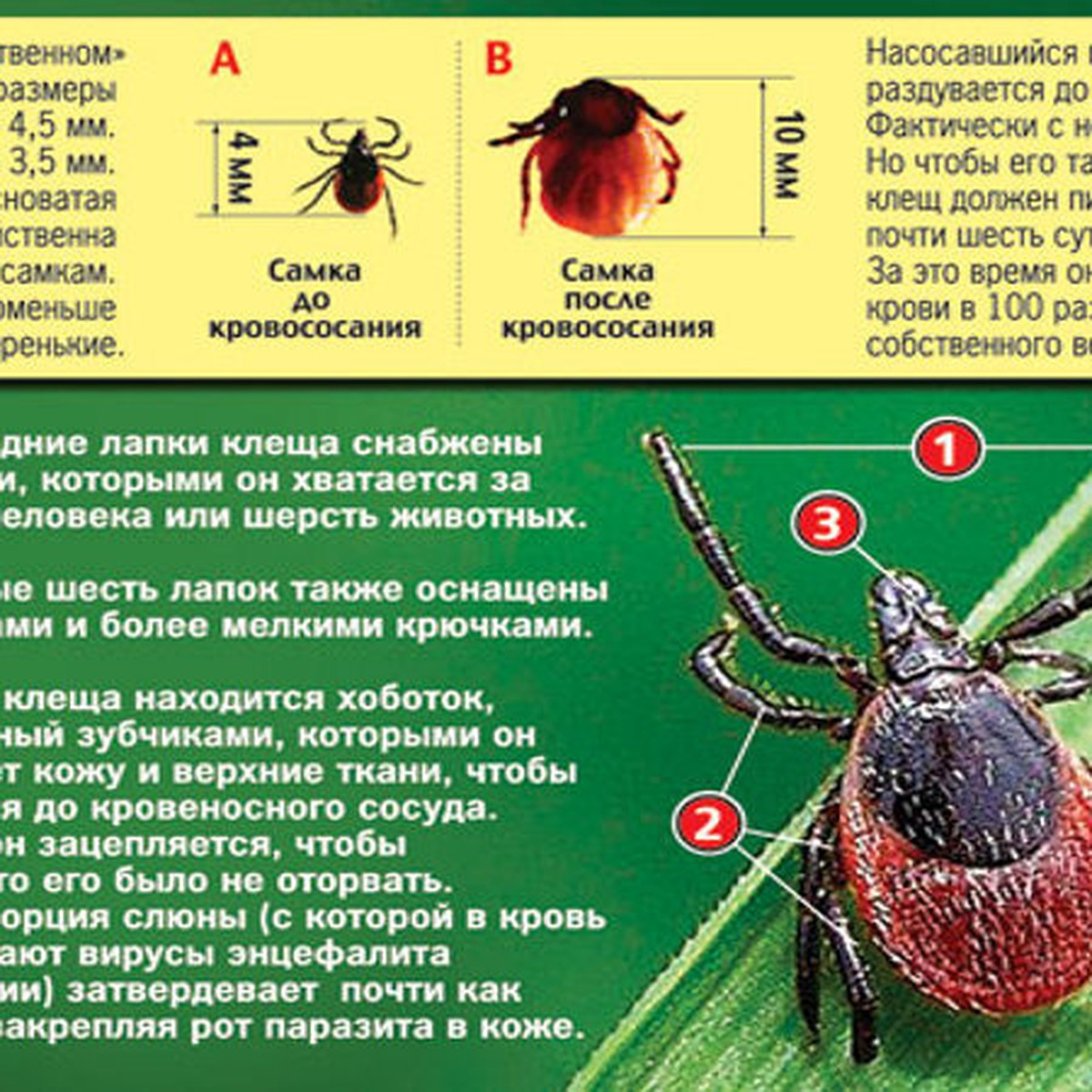 5 важных вопросов про сезон клещей