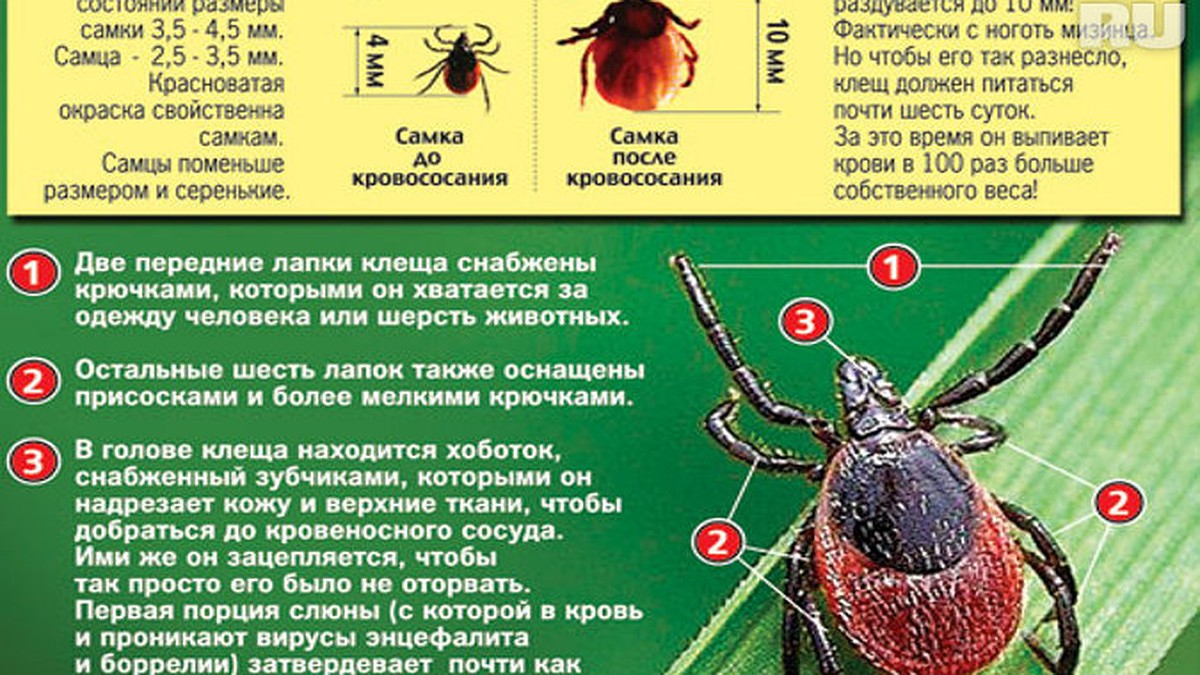 В Тверской области клещ кусает не со зла, он голодный после сна - KP.RU