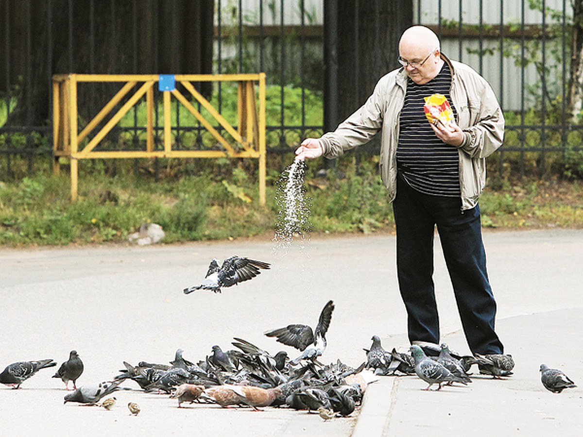 Nemoc, na kterou hromadně umírají holubi v Petrohradě, je pro lidi nebezpečná -KP.RU