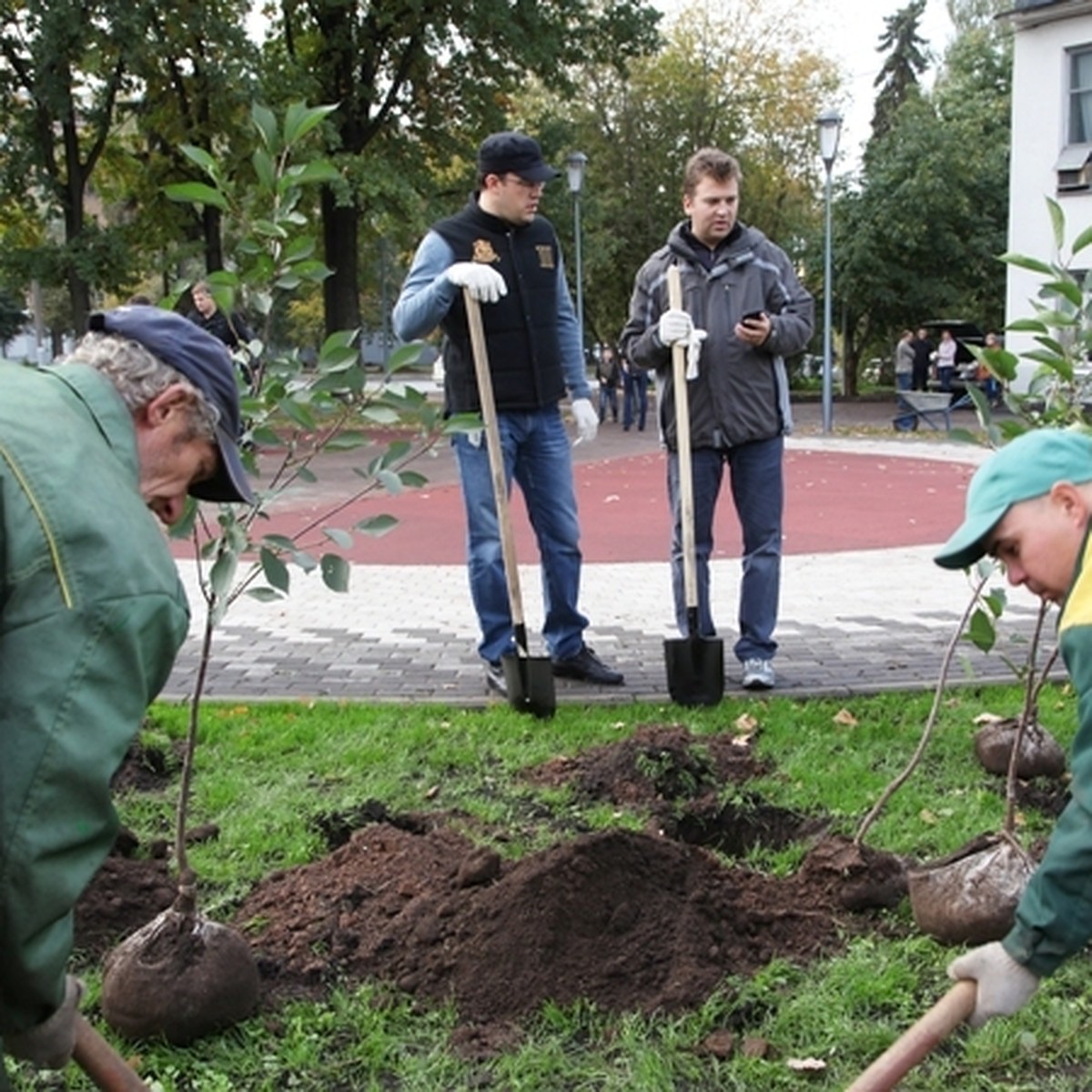 Около 100 деревьев посадили в Вишневом сквере Ижевска - KP.RU