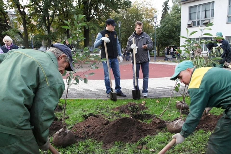 Около 100 деревьев посадили в Вишневом сквере Ижевска