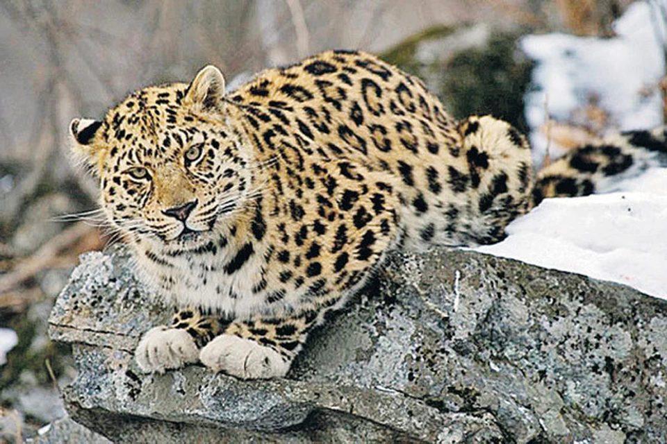 Во Владивостоке подвели итоги конкурса «Придумай имя леопарду»