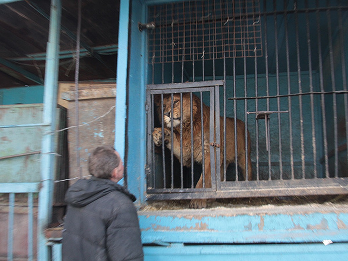 В Коврове зоопарк предлагает купить маленького львенка, волчат и пони -  KP.RU