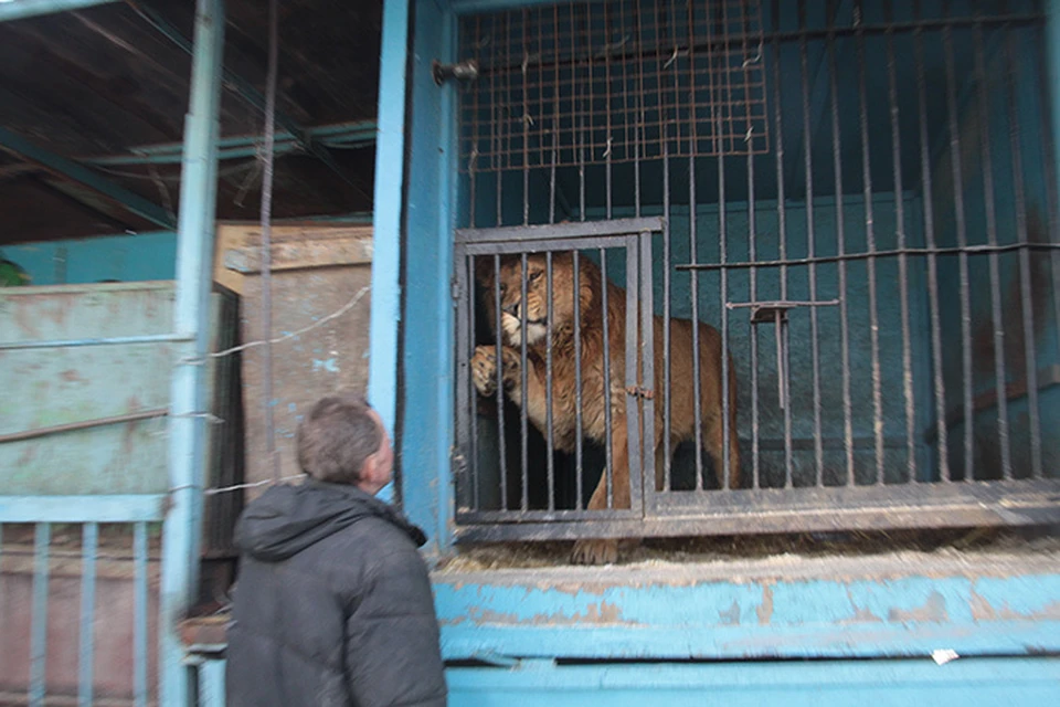 Продам зоопарк. Зоопарк продают собак .. Робозоопарк в Коврове. Зоопарк на стене Суслин. Курт сам продает зоопарк.