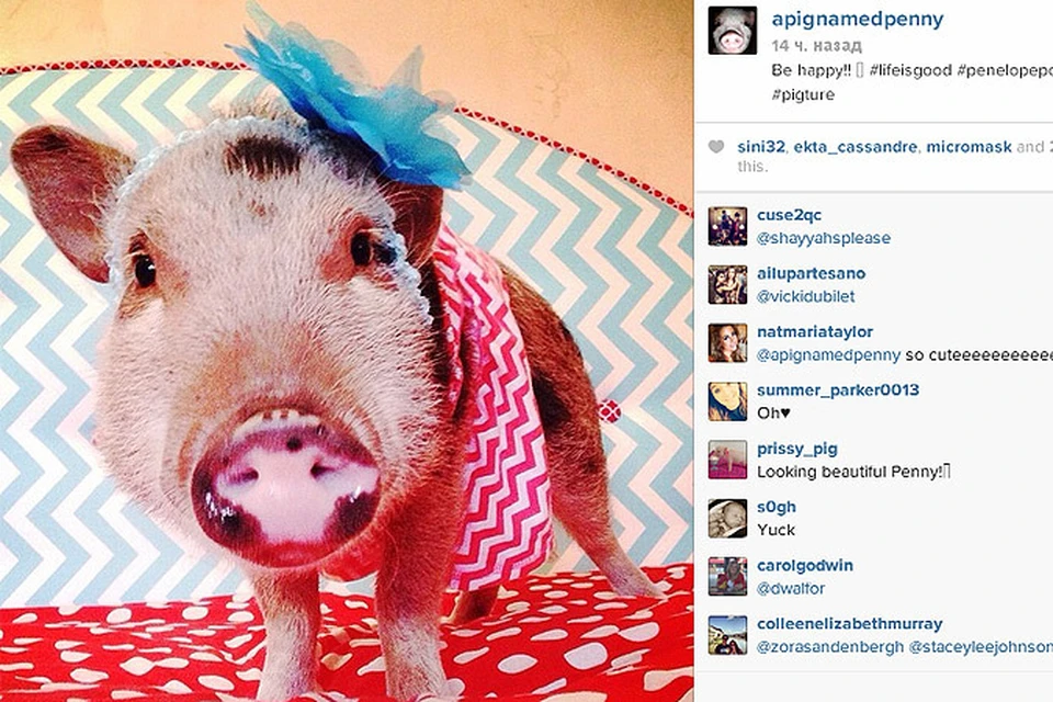У свинки-модницы уже десятки тысяч подписчиков в Instagram!