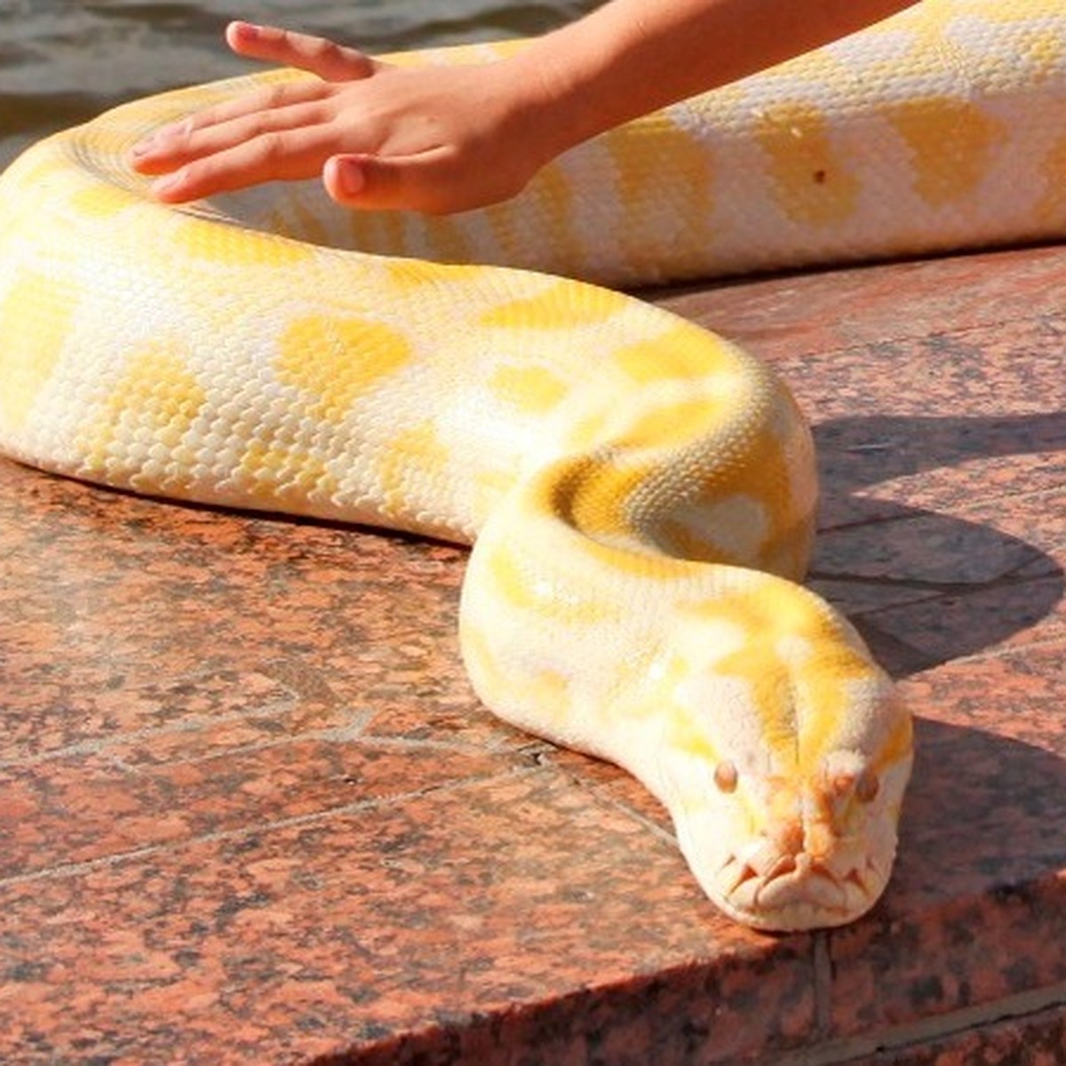 Змейки во сне. Желтая змея большая. Гигантская желтая змея. Жёлтаядомашняя змея. Большая змея и жёлтая и домашняя.