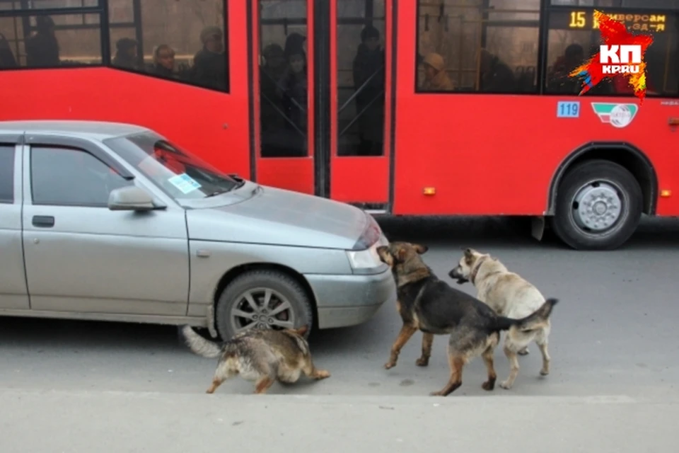 собака под колеса