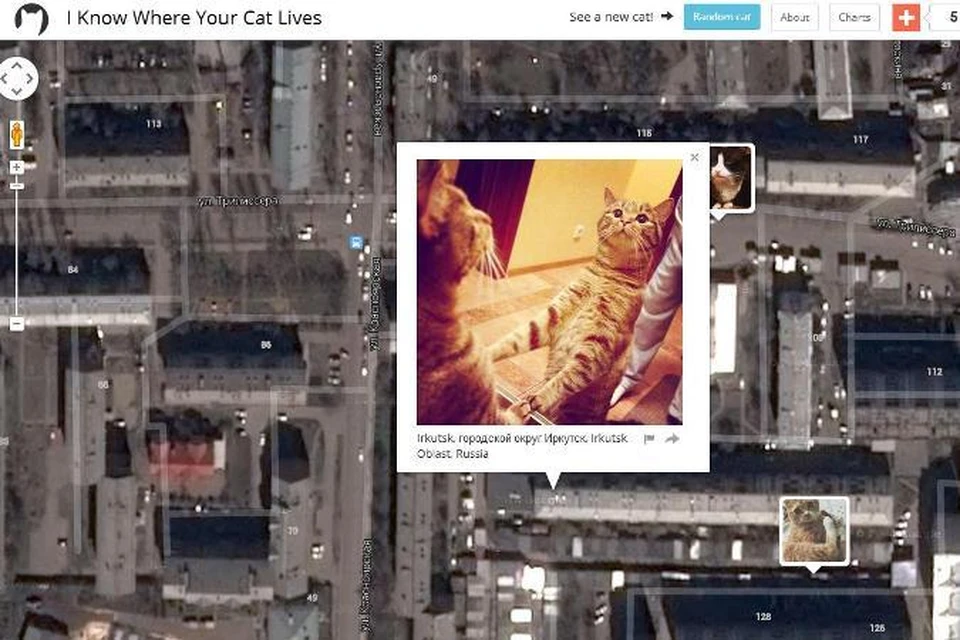 теперь вы можете взглянуть в лицо соседскому котику, даже не выходя из дома. И, конечно, поселить на карте рядом своего. Главное – поставить соответствующий тег, выставляя фотку на страничку в соцсети
