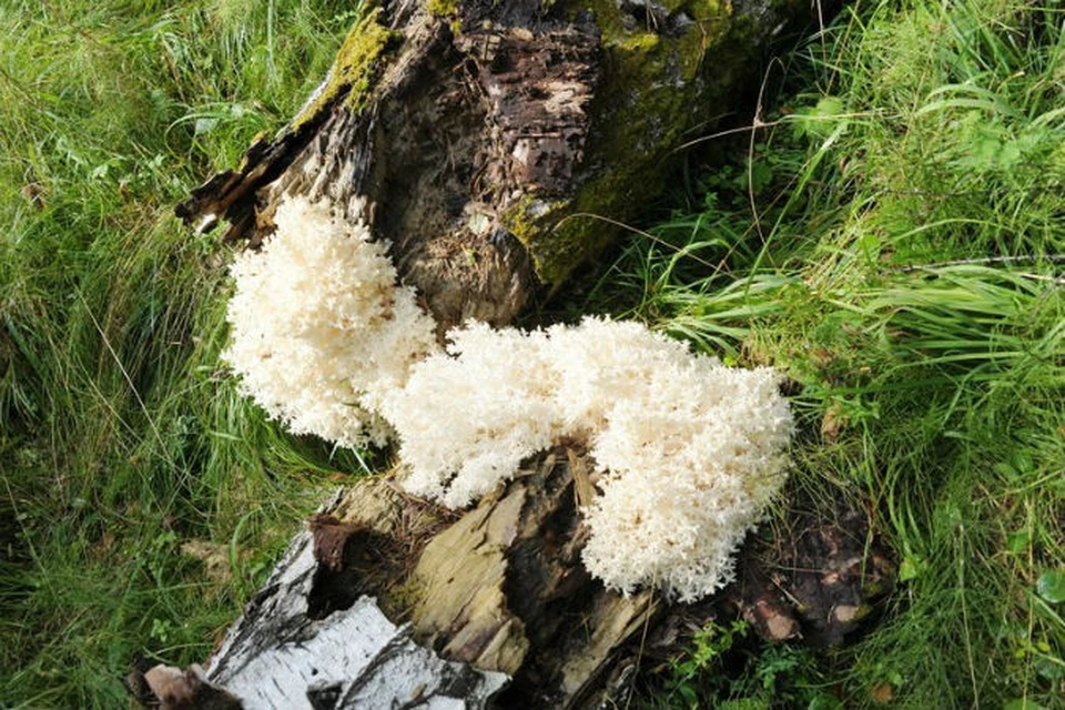 Редкие грибы растут в Саяно-Шушенском заповеднике 
Фото: Саяно-Шушенский заповедник