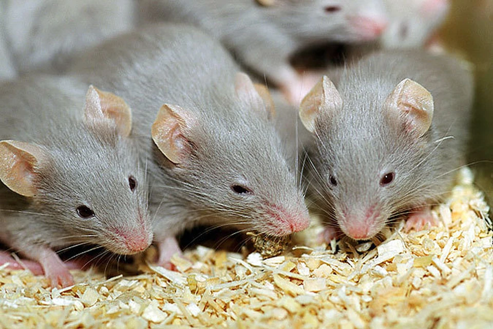 Осенью свежею травку раздобыть невозможно, поэтому мыши начинают перебираться в дачные домики
