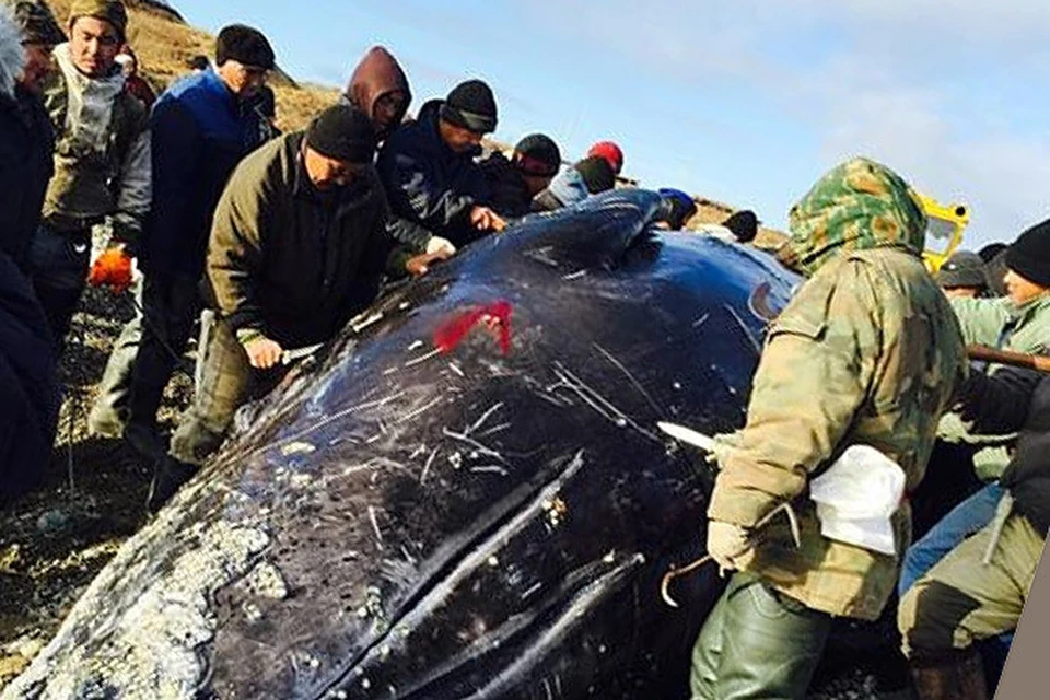 Российский писатель поделился мыслями об увиденной им охоте на кита на Чукотке. Фото Эдуарда Багирова