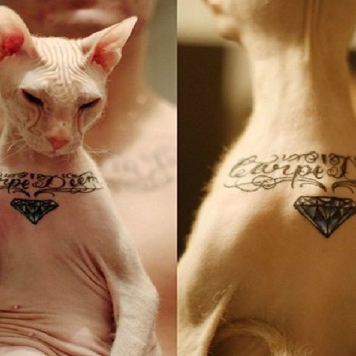 Египетский сфинкс описание татуировки